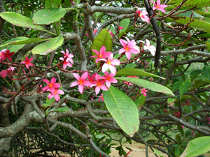 Plumeria Tree