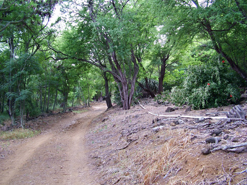 Hiking Trail at Koko Head