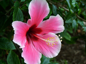 Pink Hibiscus