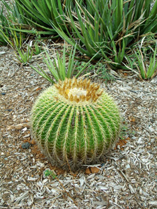 Cactus