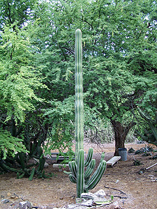 Cactus