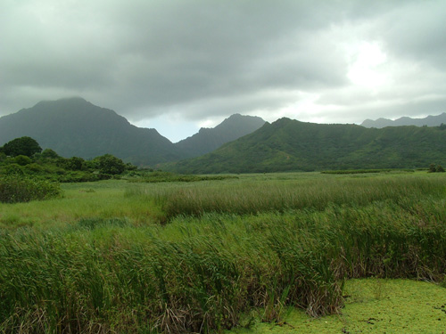 Kawainui Biolgical Gardens