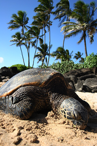 Did you know? The green sea turtle can also be found in Florida and and the costal areas of the Gulf of Mexico. In Hawaii the green sea turtle uses the main islands for thier feeding grounds but their main nesting grounds are mostly at French Frigate Shoral almost 800 miles away. Talk about taking a long swim.