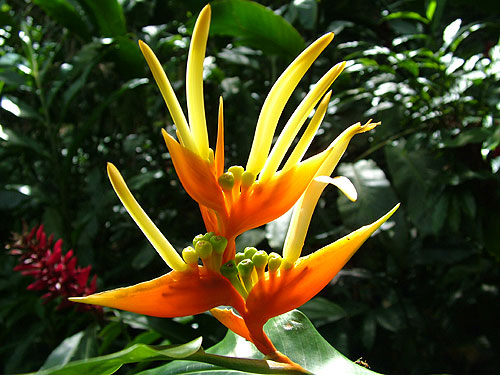 Flowers at the Lyon Arboretum Garden