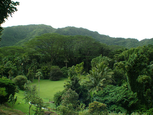 Upper area of the Lyon Arboretum