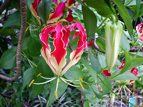 Climbing Lily at Lyon Arboretum