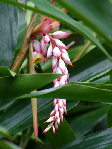 Pictures from the Lyon Arboretum