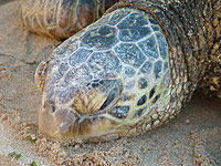 Green Sea Turtle
