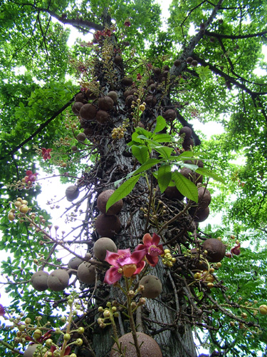Cannon Ball Tree at  Foster Botanical Garden