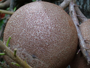 Cannon Ball at  Foster Botanical Garden