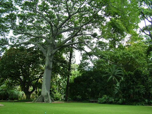 Foster Gardens-Located in Downtown Honolulu, Hawaii Foster Botanical Garden offers a wide variety of orchids as well as exotic tress.
