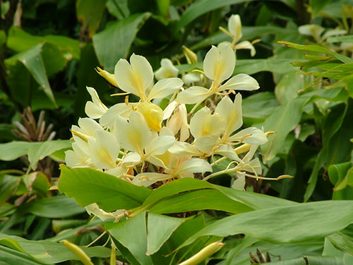 Flowers along the lower trail at the Pali Lookout