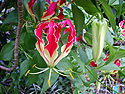 Photo 2 -  Climbing Lily at Lyon Arboretum