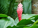 Photo 4 -  Pink Ginger at Lyon Arboretum