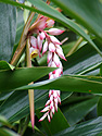 Photo 1 - Shell Ginger at Lyon Arboretum