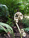 Photo 2 - "Fiddleheads" Fern  at Lyon Arboretum